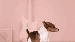Cute Dog Jumping Dancing GIF