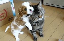 Cute Dog Lovely Cat GIF