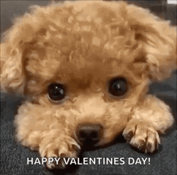 Cute Dog Lying Down Happy Valentines Day GIF