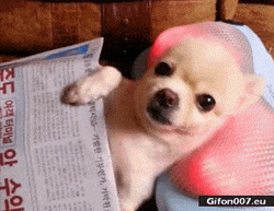 Cute Dog Massage Chihuahua GIF