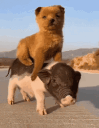 Cute Dog Piggy Back Ride GIF