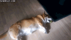 Cute Dog Playing Baseball GIF