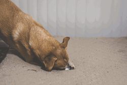 Cute Dog Playing Cleaning GIF