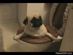 Cute Dog Pug Toilet GIF