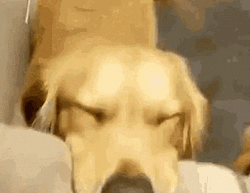 Cute Dog Puppies Love GIF