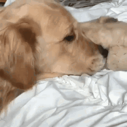 Cute Dog Puppy Cuddles GIF