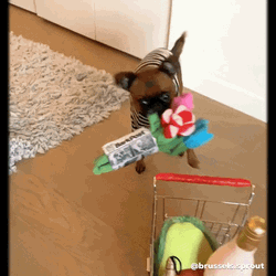 Cute Dog Pushing Cart GIF