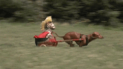 Cute Dog Racing GIF