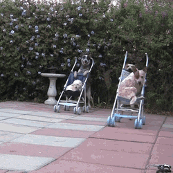 Cute Dog Riding Baby Stroller Race GIF