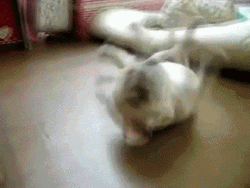 Cute Dog Rolling  GIF
