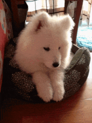 Cute Dog Samoyed Dog Bed GIF