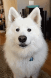 Cute Dog Samoyed Staring GIF