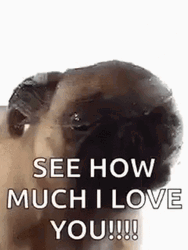 Cute Dog See How Much I Love You GIF