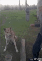 Cute Dog Shake Hands GIF