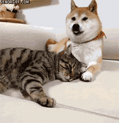 Cute Dog Shiba Inu Tabby Cat GIF