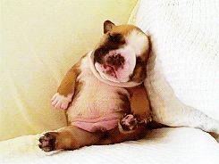 Cute Dog Sleeping Tired GIF