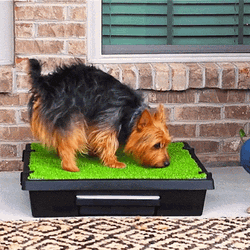 Cute Dog Sniffing Running GIF