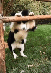 Cute Dog Standing Waggling Tail GIF