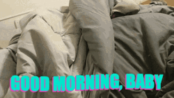 Cute Dog Surprise Good Morning Honey GIF