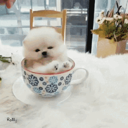 Cute Dog Tea Cup GIF