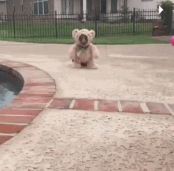 Cute Dog Teddy Bear GIF
