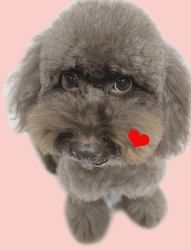 Cute Dog Toy Poodle GIF