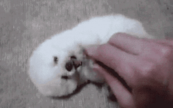 Cute Dog Tummy Tickling GIF