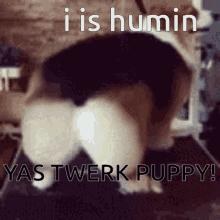 Cute Dog Twerking GIF