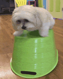 Cute Dog Under Shaking Basket GIF