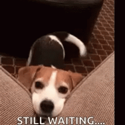 Cute Dog Wagging Its Tail Still Waiting GIF