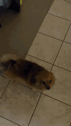 Cute Dog Wagging Tails GIF