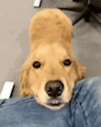Cute Dog Waiting Patiently GIF