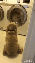 Cute Dog Waits For His Laundry  GIF