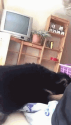 Cute Dog Waking Up GIF