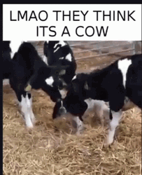 Cute Dog With Cows