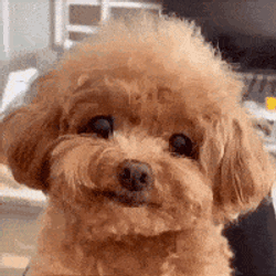 Cute Doggy Miniature GIF