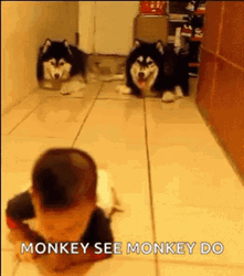 Cute Dogs Baby Monkey  GIF