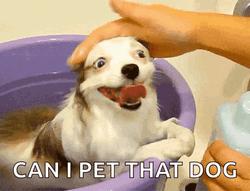 Cute Dogs Bath Time GIF