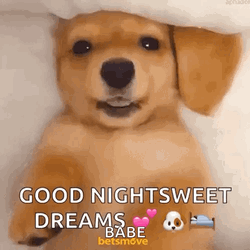 Cute Dogs Blink GIF