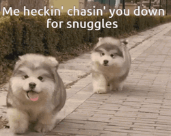 Cute Dogs Chasing For Cuddling GIF