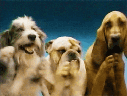 Cute Dogs Clapping GIF