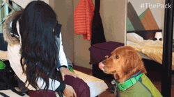 Cute Dogs Giving High Five GIF