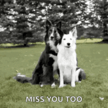 Cute Dogs Hugging Each Other Miss You Too GIF