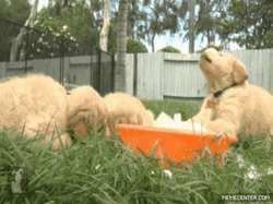 Cute Dogs Ice Puppies  GIF