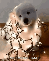 Cute Dogs In A Christmas Light GIF