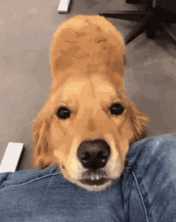 Cute Dogs Wiggling Tale GIF