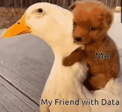 Cute Dogs With Friend Duck GIF