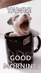 Cute Dogs Yawn In A Cup GIF