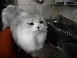 Cute Drinking Cat Water Lick GIF