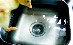 Cute Duck Bathing In Sink GIF